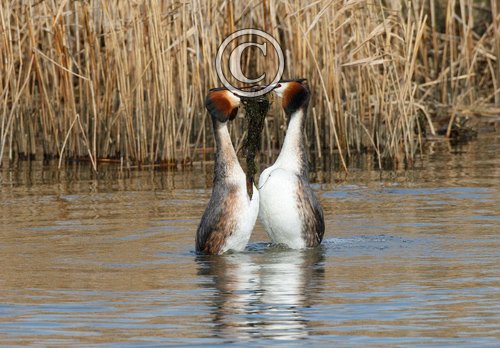   Great Crested Grebs Weed Dance DM1717